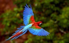 Desktop wallpaper. Animals. ID:34698