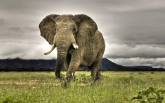 Desktop wallpaper. Animals. ID:34699