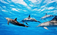 Desktop wallpaper. Animals. ID:34702