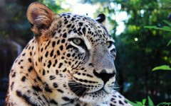 Desktop wallpaper. Animals. ID:34704