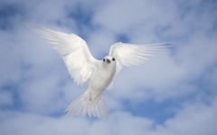 Desktop wallpaper. Animals. ID:34705