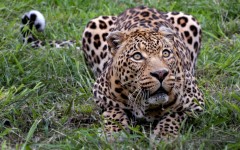 Desktop wallpaper. Animals. ID:34708