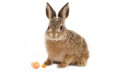 Desktop wallpaper. Animals. ID:34710