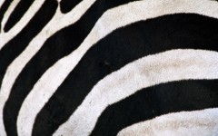 Desktop wallpaper. Animals. ID:34712
