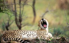 Desktop wallpaper. Animals. ID:34715
