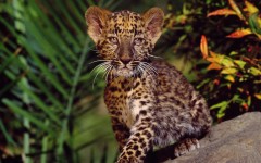 Desktop wallpaper. Animals. ID:34717