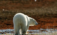 Desktop wallpaper. Animals. ID:34721