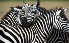Desktop wallpaper. Animals. ID:34722