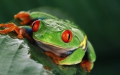 Desktop wallpaper. Animals. ID:34727