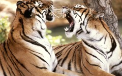 Desktop wallpaper. Animals. ID:34729