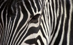 Desktop wallpaper. Animals. ID:34730
