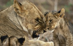 Desktop wallpaper. Animals. ID:34735