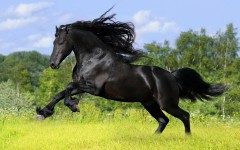 Desktop wallpaper. Animals. ID:34738