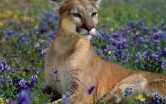 Desktop wallpaper. Animals. ID:34746