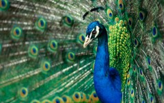 Desktop wallpaper. Animals. ID:34747