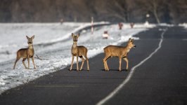 Desktop wallpaper. Animals. ID:100619