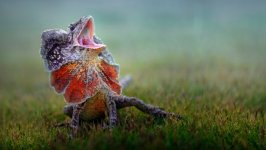 Desktop wallpaper. Animals. ID:100457