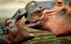 Desktop wallpaper. Animals. ID:34756
