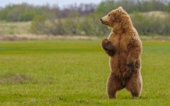 Desktop wallpaper. Animals. ID:100473