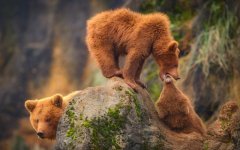 Desktop wallpaper. Animals. ID:100449