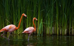 Desktop wallpaper. Animals. ID:34768