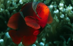 Desktop wallpaper. Animals. ID:34774