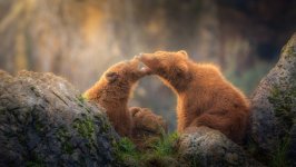 Desktop wallpaper. Animals. ID:100448