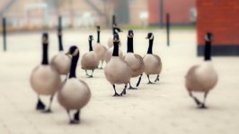 Desktop wallpaper. Animals. ID:100439