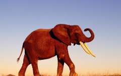 Desktop wallpaper. Animals. ID:34781