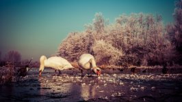 Desktop wallpaper. Animals. ID:100431