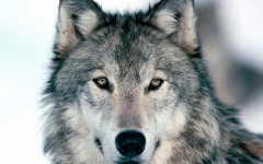 Desktop wallpaper. Animals. ID:34784