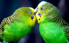 Desktop wallpaper. Animals. ID:34786