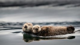 Desktop wallpaper. Animals. ID:100249
