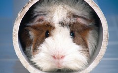 Desktop wallpaper. Animals. ID:34789