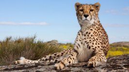 Desktop wallpaper. Animals. ID:100248