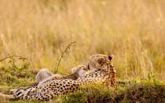 Desktop wallpaper. Animals. ID:34792