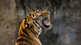 Desktop wallpaper. Animals. ID:100180