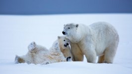 Desktop wallpaper. Animals. ID:100134