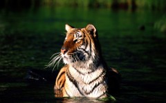 Desktop wallpaper. Animals. ID:34798