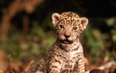 Desktop wallpaper. Animals. ID:34799