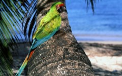 Desktop wallpaper. Animals. ID:34800