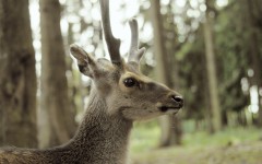 Desktop wallpaper. Animals. ID:34807