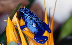 Desktop wallpaper. Animals. ID:34809