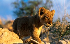 Desktop wallpaper. Animals. ID:34810