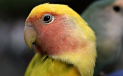 Desktop wallpaper. Animals. ID:34813