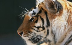 Desktop wallpaper. Animals. ID:34820