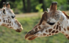 Desktop wallpaper. Animals. ID:34822