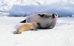 Desktop wallpaper. Animals. ID:34824