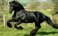 Desktop wallpaper. Animals. ID:34825