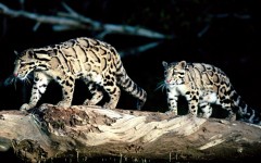 Desktop wallpaper. Animals. ID:34829